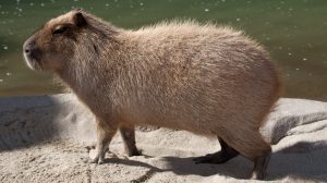 the-beaver-and-capybara